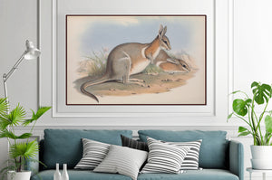 Crescent nail-tail wallaby