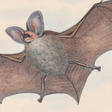 Load image into Gallery viewer, Lesser long-eared bat