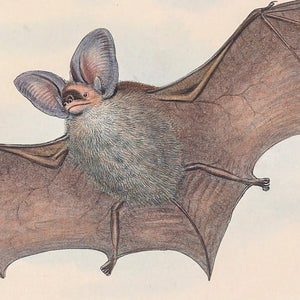 Lesser long-eared bat