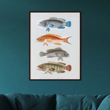 Load image into Gallery viewer, Fish