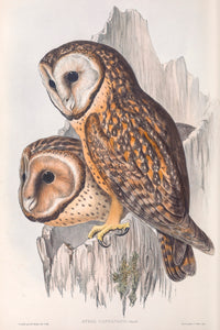 Tasmanian Masked Owl (Tyto novaehollandiae castanops)