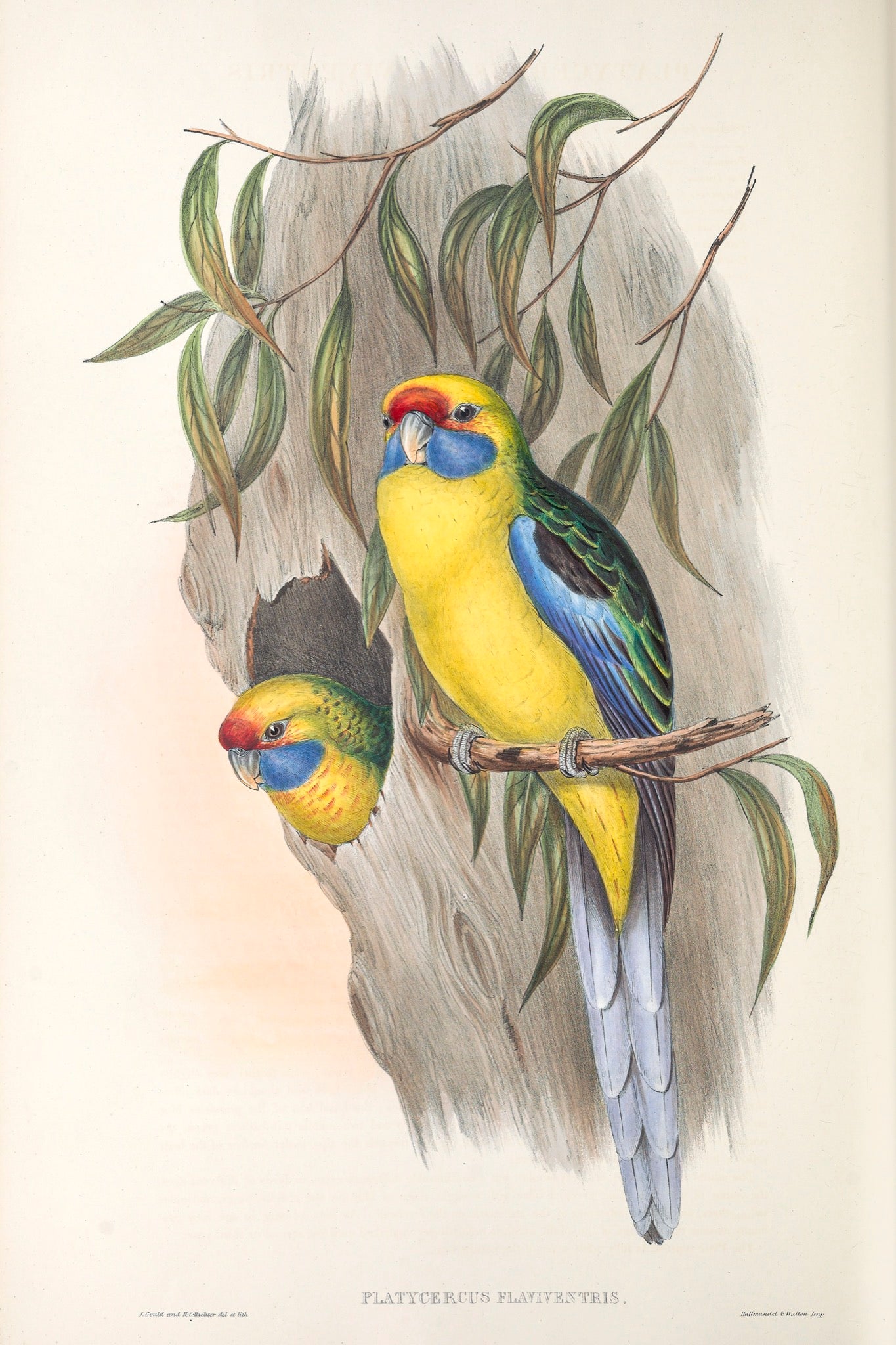 Green or Tasmanian Rosella (Platycercus caledonicus)