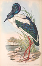 Load image into Gallery viewer, Australian Jabiru or Black-Necked Stork (Ephippiorhynchus asiaticus), 1848