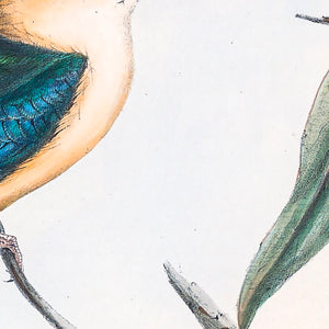 Sacred Kingfisher (Todiramphus sanctus)