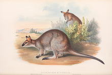 Load image into Gallery viewer, Red-necked Wallaby