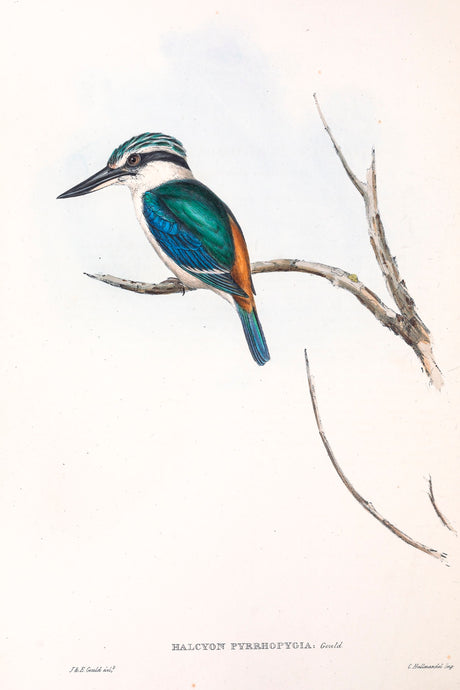 Red-backed kingfisher (Todiramphus pyrrhopygius)