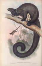 Load image into Gallery viewer, Greater Glider