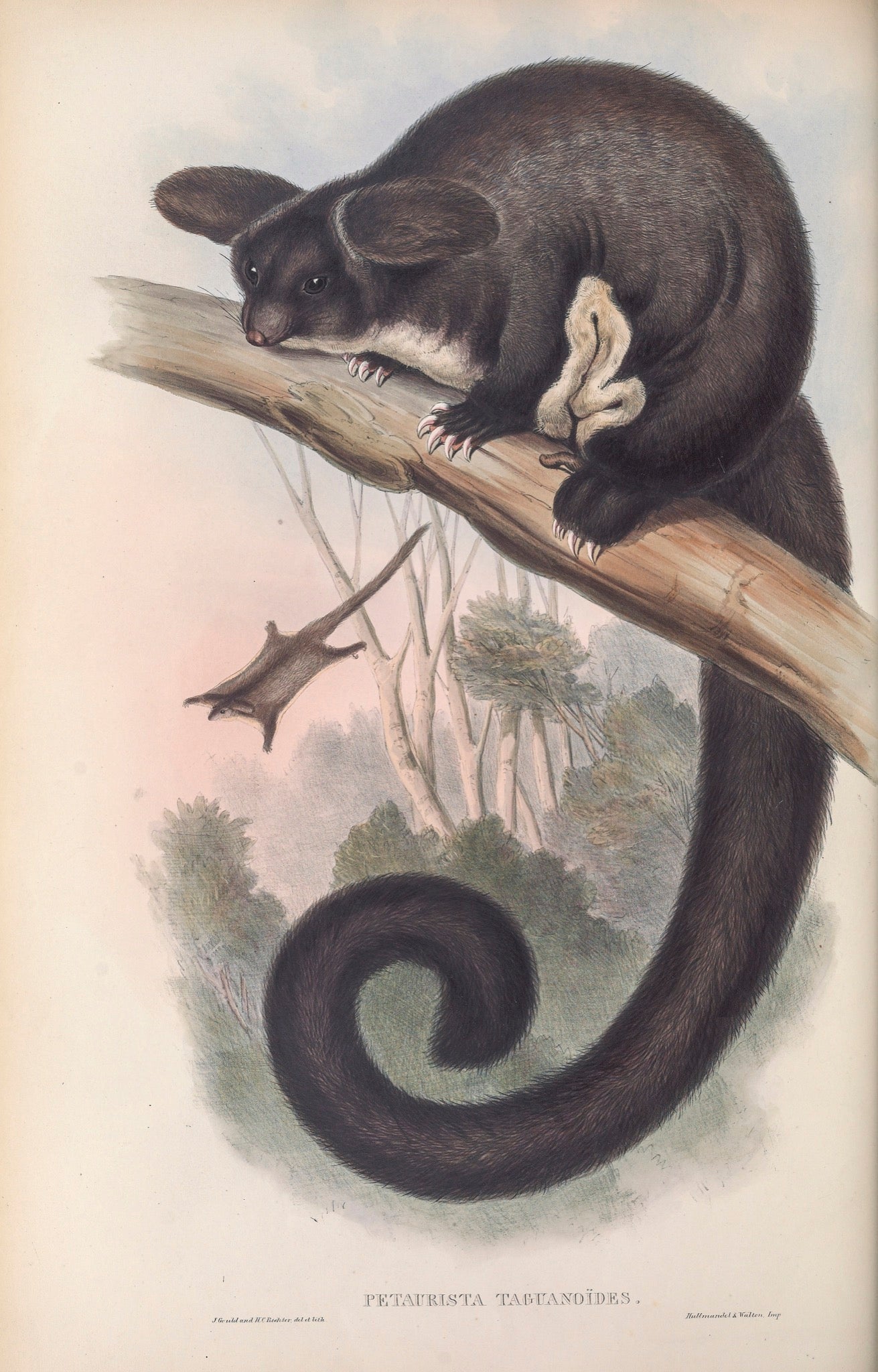 Greater Glider