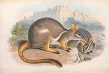 Load image into Gallery viewer, Yellow-footed Rock-wallaby