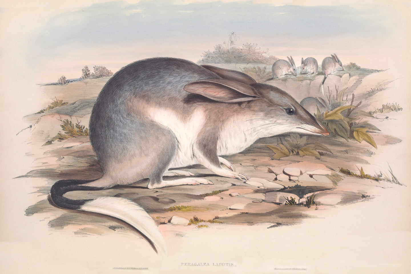 Bilby