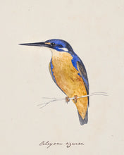 Load image into Gallery viewer, Kingfisher