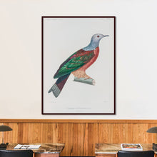 Load image into Gallery viewer, Red-bellied fruit dove, New Guinea