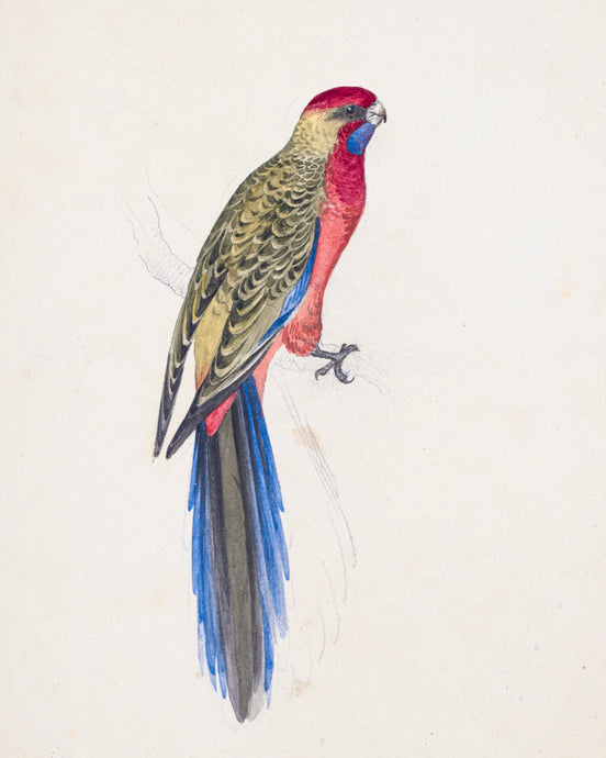 Eastern Rosella