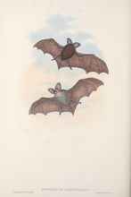 Load image into Gallery viewer, Lesser long-eared bat