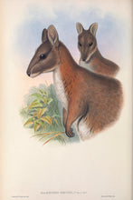 Load image into Gallery viewer, Red -necked Pademelon