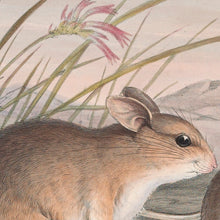 Load image into Gallery viewer, Mitchell&#39;s Hopping Mouse