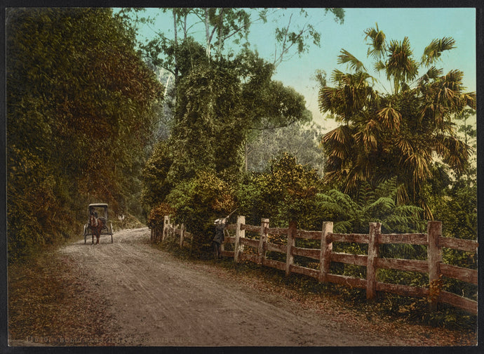 Bulli Pass, Illawarra District