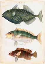 Load image into Gallery viewer, Sketches of Australian Fishes - Third Voyage of HMS Beagle