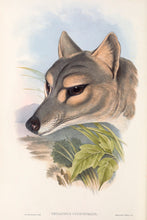 Load image into Gallery viewer, Tasmanian Tiger - Thylacine