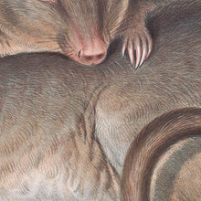 Load image into Gallery viewer, Boodie, or Burrowing Bettong