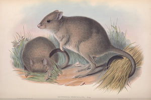 Woylie, or Brush-tailed Bettong