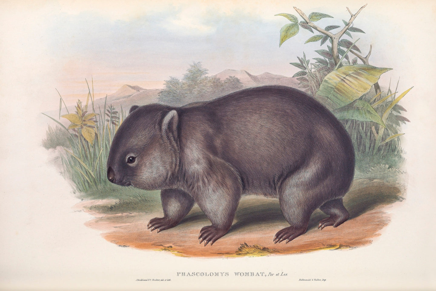 Wombat