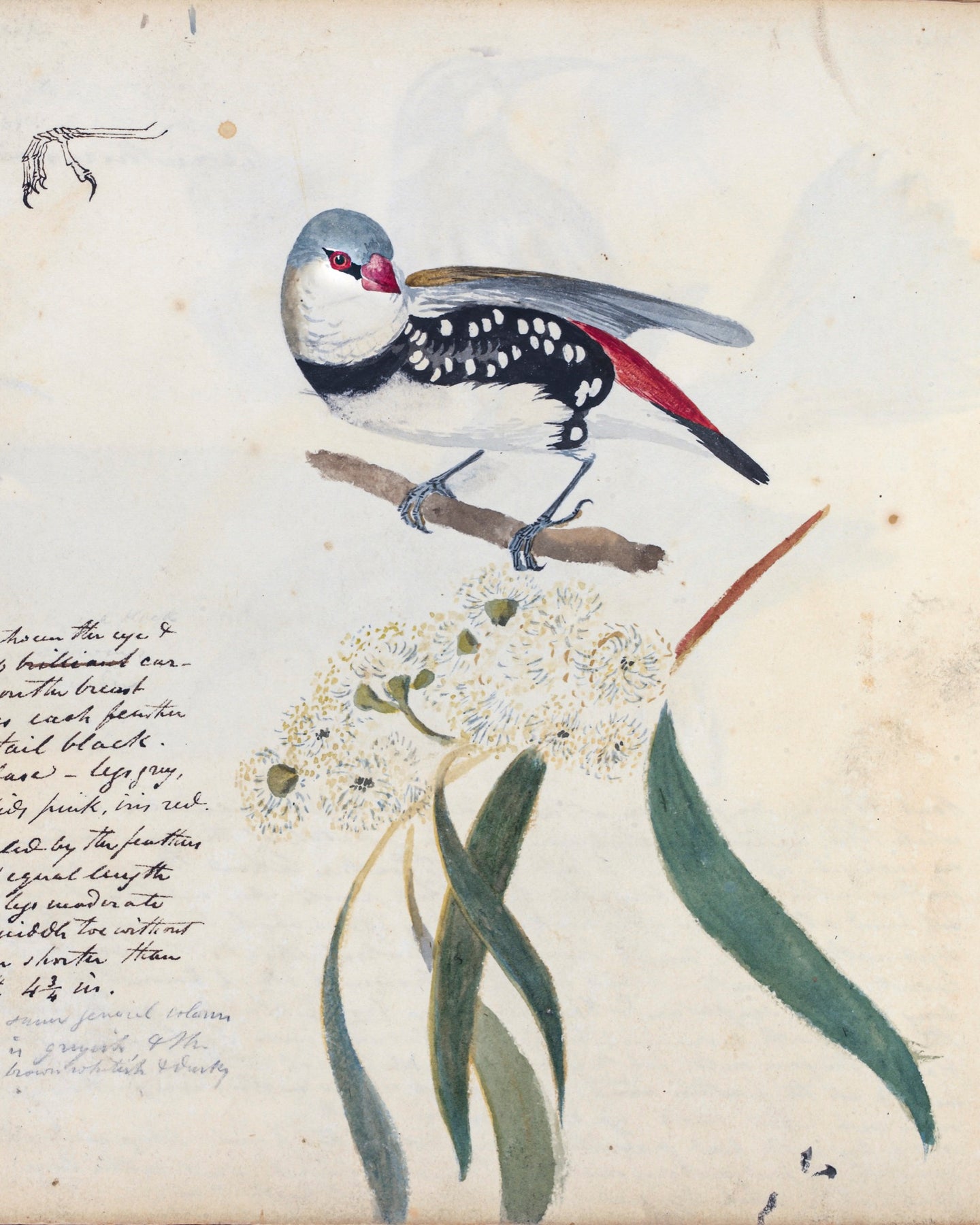 Diamond Firetail (detail)