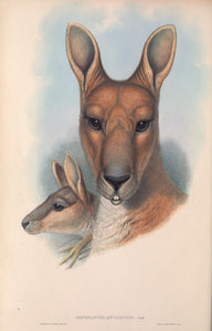 Antilopine kangaroo