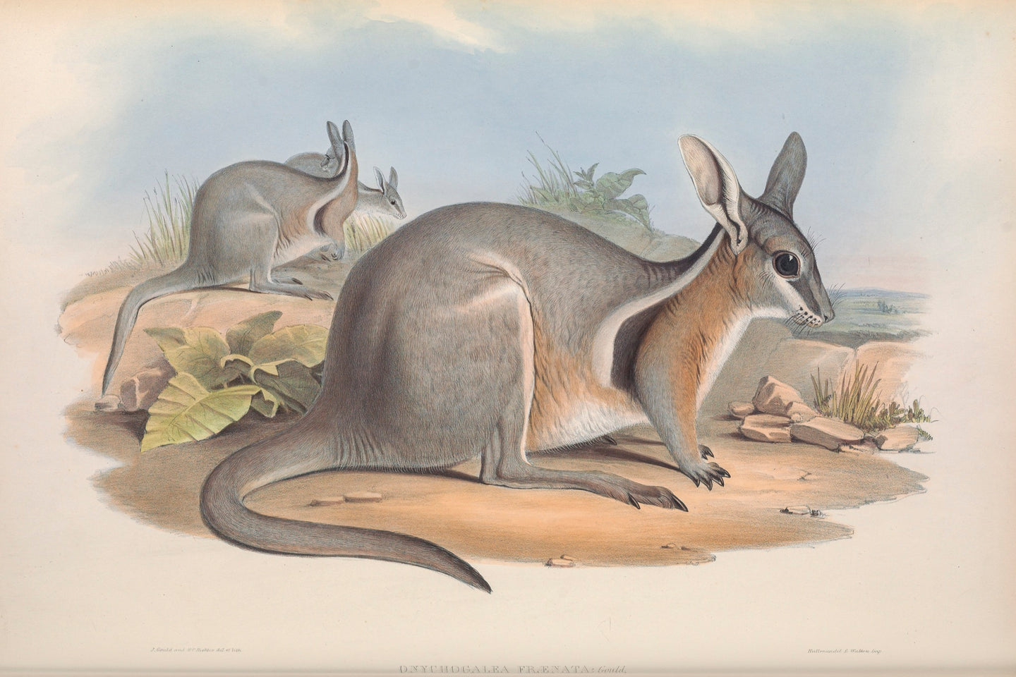 Bridled Nail-tail Wallaby