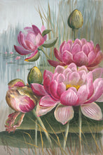 Load image into Gallery viewer, Water Lillies (Nymphaea lotus var. gibsonae)