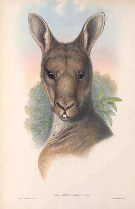 Eastern Grey Kangaroo