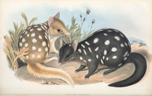 Load image into Gallery viewer, Eastern Quoll