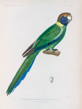 Load image into Gallery viewer, Australian Ringneck Parrot