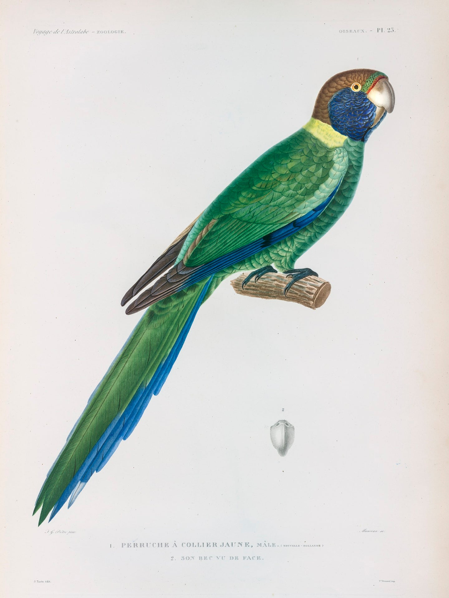 Australian Ringneck Parrot