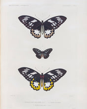 Load image into Gallery viewer, Butterflies