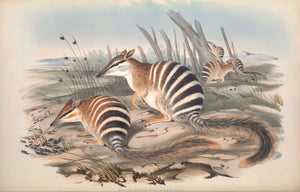 Numbat