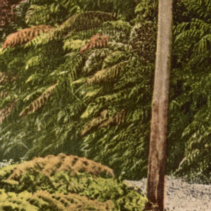 Road Scene, Cambewarra Mountains, NSW