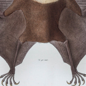 Bat (Tonga)