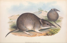 Load image into Gallery viewer, Long-nosed Bandicoot