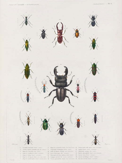 Insects