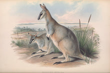 Load image into Gallery viewer, Grey&#39;s Wallaby