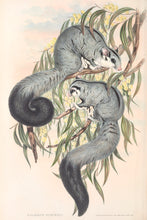 Load image into Gallery viewer, Squirrel Glider