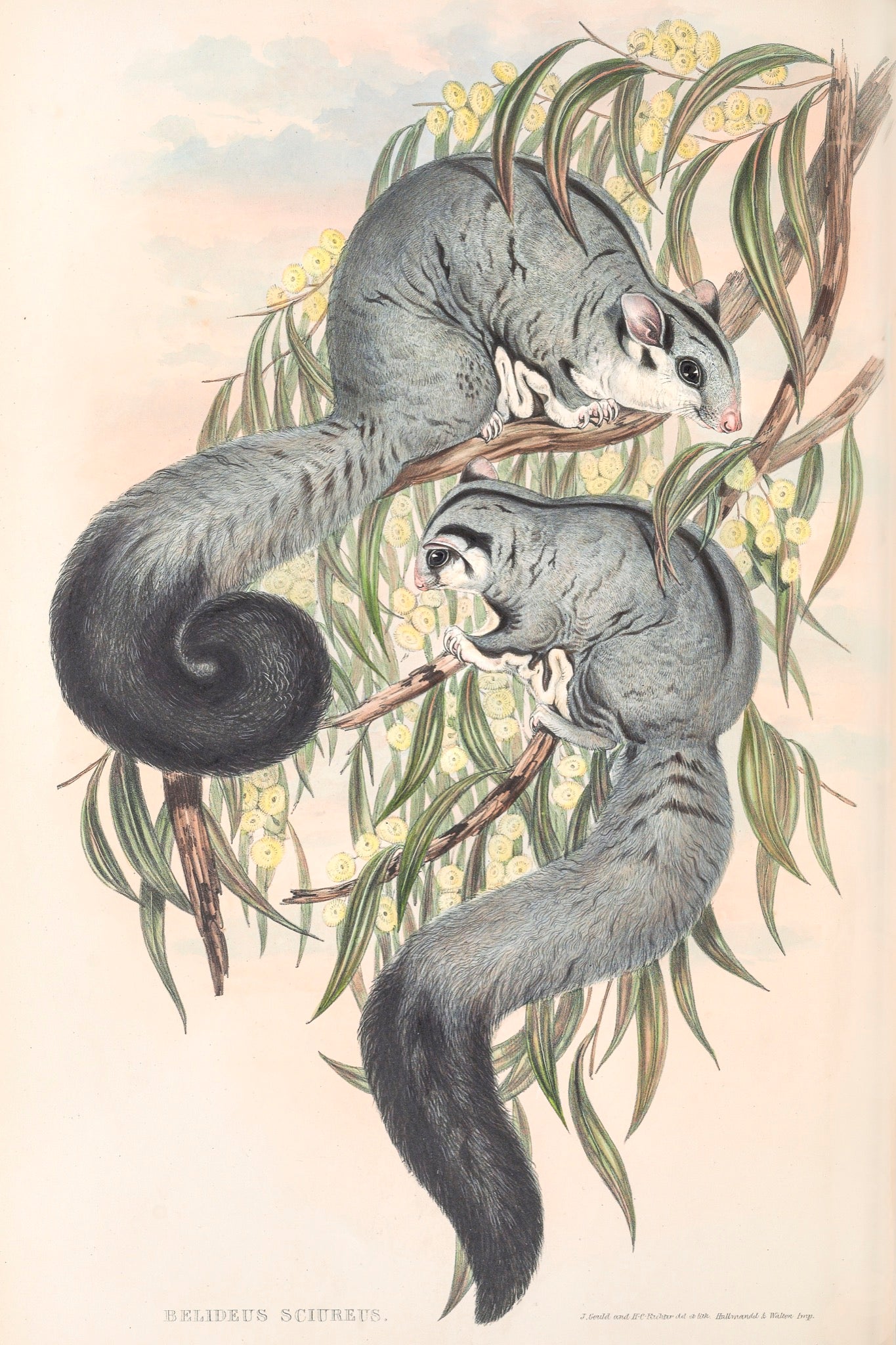 Squirrel Glider