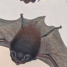 Load image into Gallery viewer, Gould&#39;s wattled bat