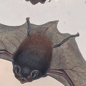 Gould's wattled bat