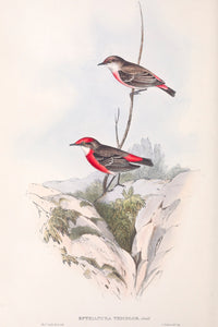 Crimson Chat (Epthianura tricolor)