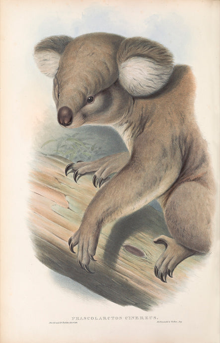 Koala (Phascolarctos cinereus)