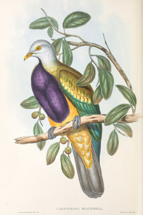 Wompoo Fruit Dove (Ptilinopus magnificus)