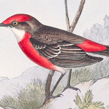 Load image into Gallery viewer, Crimson Chat (Epthianura tricolor)