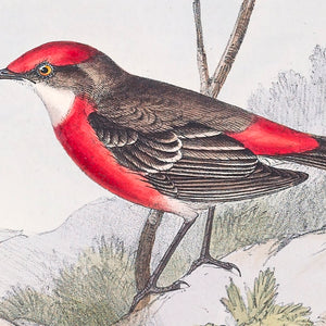 Crimson Chat (Epthianura tricolor)